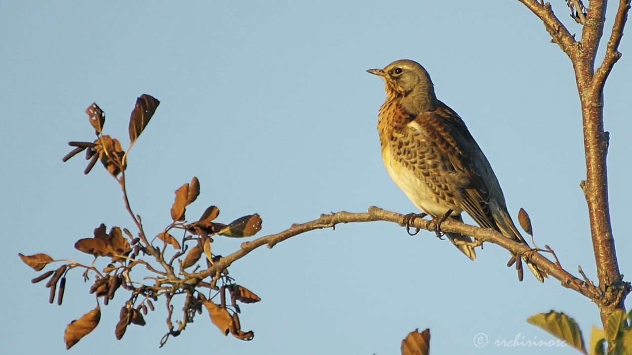 Fieldfare